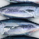 Illustration for article titled The Plan to Save Bluefin Tuna By Using Science to Farm It On Land